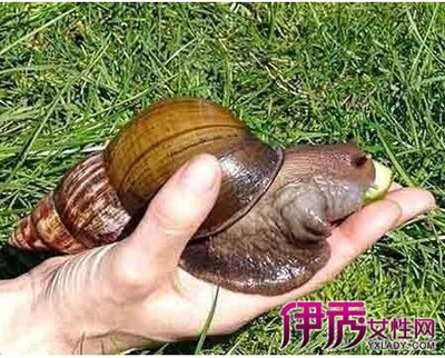 【法国】蜗牛怎么吃？ 法国吃的白玉蜗牛