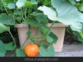 阳台小番茄的种植方法 樱桃小番茄种植方法