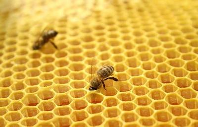 吃蜂巢是治疗鼻炎的一种方法 蜂巢治疗鼻炎