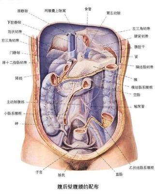 人体解剖图（正面、背面、左面、右面） 左面右面