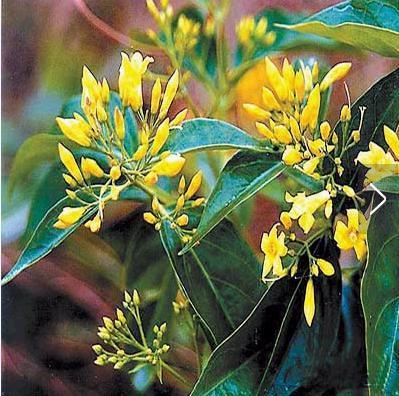 19种常见有毒的花（图片） 常见有毒植物