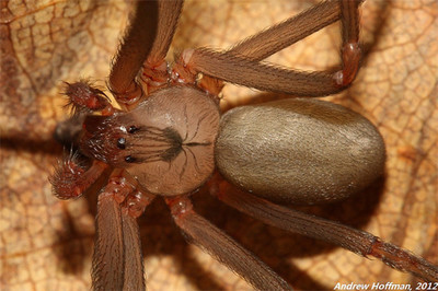 盘点：世界上最致命的五种可怕蜘蛛（图）