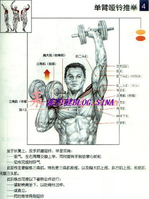 肩部三角肌锻炼方法大全 三角肌锻炼方法图解