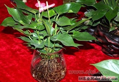 水培植物的技术和方法 水培植物