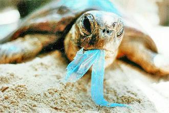 中国的海洋塑料垃圾污染有多严重？|凤凰周刊 俄采矿污染严重