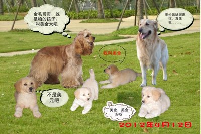 2012美卡犬金毛犬幸福生活图片 美卡幼犬