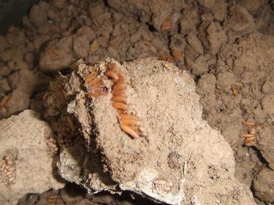 冬天的蚂蚱 蚂蚱的寿命多长