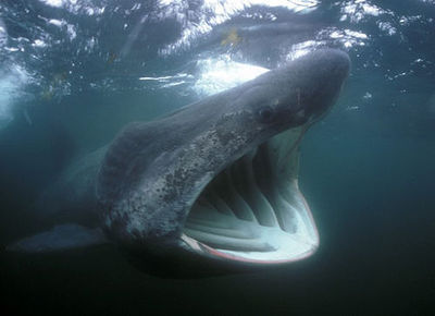 最大的鱼——鲸鲨姥鲨（啊！大海……二十八，神奇大自然72） 鲸鲨 姥鲨