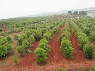 油茶苗具体的种植栽培方法 油茶栽培技术
