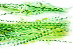 螺旋藻副作用有哪些 螺旋藻的副作用及禁忌
