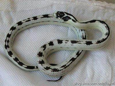 盘点最美丽6种宠物蛇，花纹玉米蛇(图) 美丽花纹