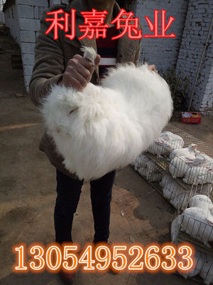 一只长毛兔一年产多少毛、兔毛价格、饲料配方 2016长毛兔兔毛价格