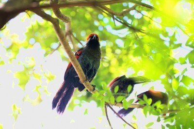 春眠不觉晓5－5 春眠不觉晓处处闻啼鸟