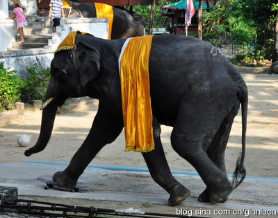 泰国大象匪夷所思的绝活（组图）！ 泰国大象表演