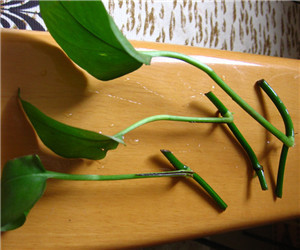 绿萝的繁殖方法及养殖注意事项 绿萝怎样修剪更茂盛