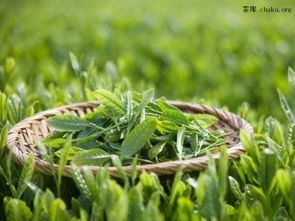 茶叶知识：碧螺春属于绿茶