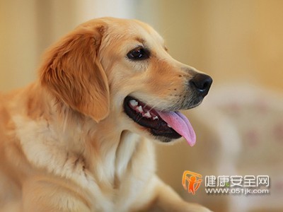 金毛犬怎么喂养 金毛犬怎么训练