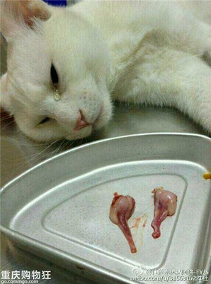 公猫绝育手术的过程 猫为什么有九条命