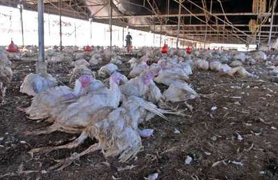 什么是禽流感 关于禽流感