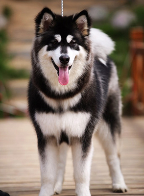 阿拉斯加犬价格阿拉斯加雪橇犬多少钱 阿拉斯加雪橇犬的价格