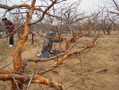 怎样种植梨树 枣树种植和管理