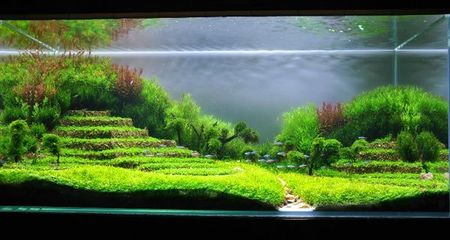 如何水草造景的方法 水草造景