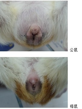 荷兰猪怎么分公母 荷兰猪怎么训练