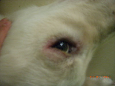 眼睑红肿是怎么回事 眼睑炎的症状