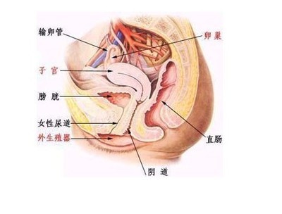 怀孕初期分泌物 怀孕初期白带会增多吗