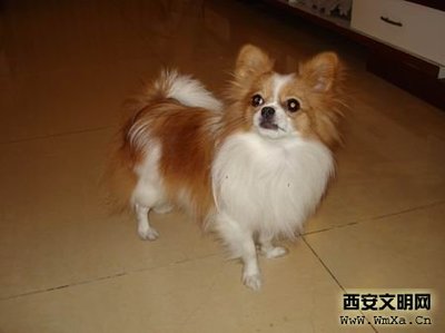 蝴蝶犬好养吗？蝴蝶犬怎么养？ 蝴蝶犬好不好养