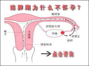 有排卵为什么不怀孕 排卵为何不孕