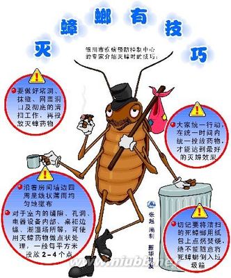 蟑螂怎么消灭，灭蟑螂最有效的方法 消灭飞蚁最有效方法