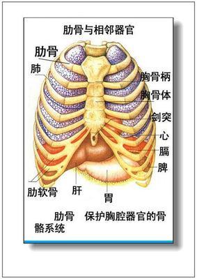 左上腹部隐痛的原因有哪些 左肋骨下方隐隐疼痛