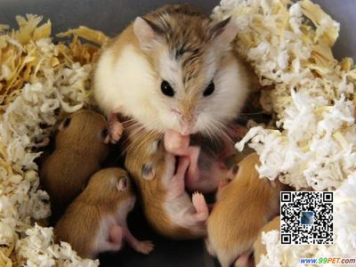 养殖仓鼠的种类详细说明 精 仓鼠养殖注意事项
