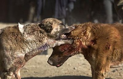 世界上最凶最猛最厉害的狗 斗狗比赛咬死狗视频
