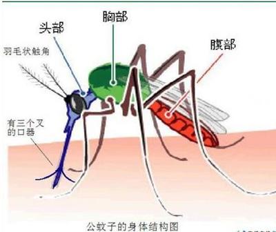 蚊子最怕什么 灭蚊子最有效的方法