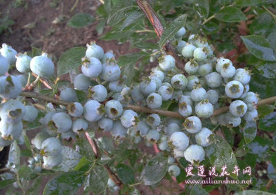 盆栽蓝莓的种植方法 蓝莓栽培技术要点