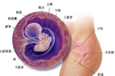 怀孕了，还会来月经么？ 怀孕还会来月经