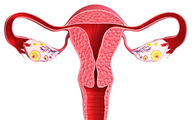 子宫内膜厚度多少正常 子宫内膜薄能否怀孕