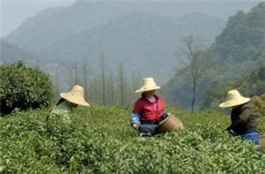 正确饮用红曲茶的方法 淫羊藿茶正确饮用方法