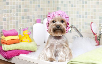 怎么给小狗洗澡 小狗可以洗澡吗