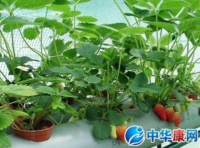 阳台如何种草莓 如何在阳台种草莓
