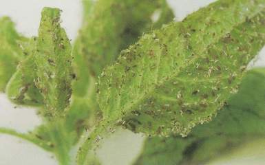 蚜虫防治方法 茄子蚜虫防治方法