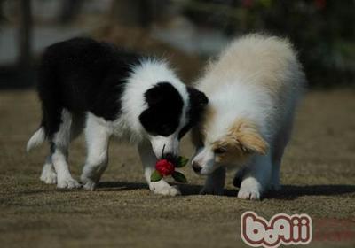 教你怎么养好边境牧羊犬 边牧的缺点