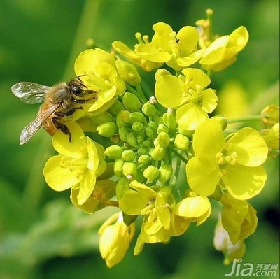 花粉的功效与作用及食用方法 花粉多少钱一斤