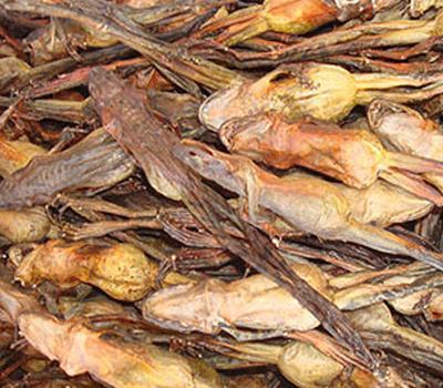 林蛙油的食用方法 蛤蟆油的禁忌