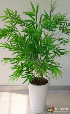 凤尾竹的养殖方法和注意事项 十八种最适宜室内盆景