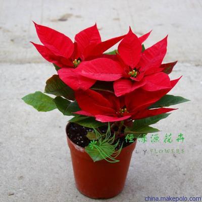 以“圣诞”命名的花卉植物有哪些 植物花卉图片大全