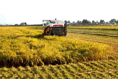 新疆农业可持续发展初探 东北农业可持续发展