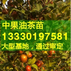 湖南省永州市80万亩油茶基地建设项目可行性研究报告 湖南省永州市东安县